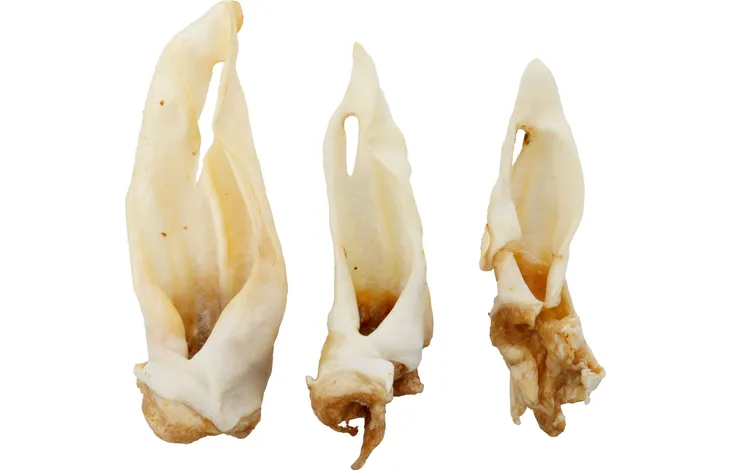 Oreille de mouton 200g đ