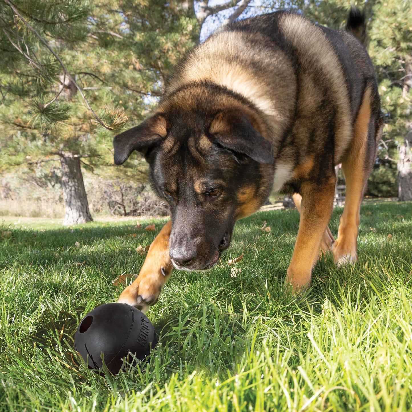 Kong® Extreme Ball