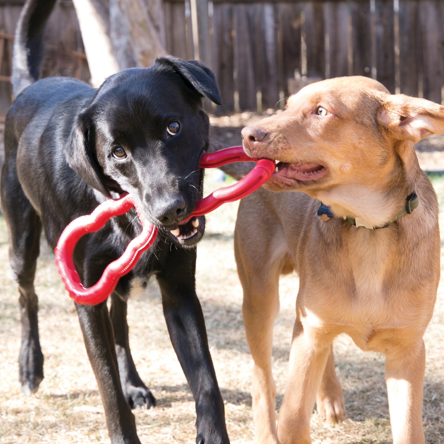 Kong® Tug Toy