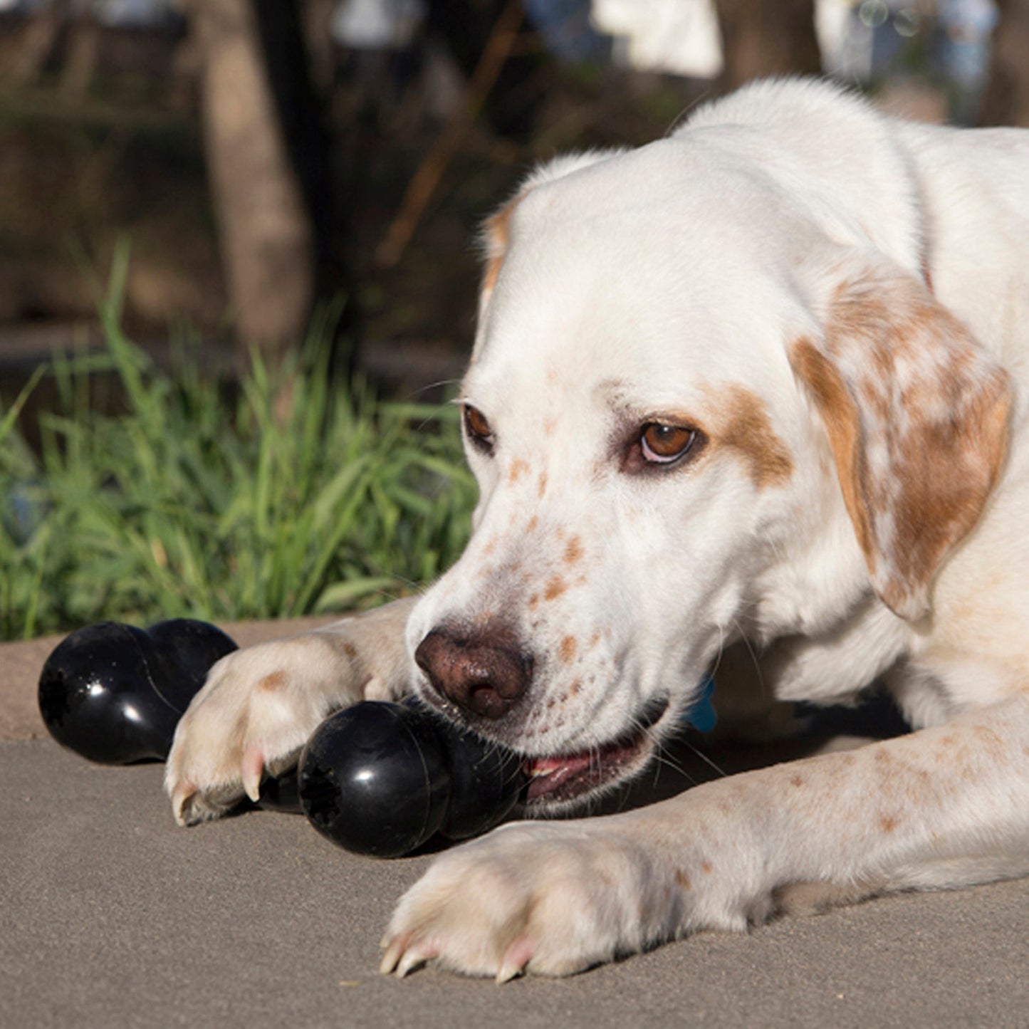 Kong® Extreme Goodie Bone