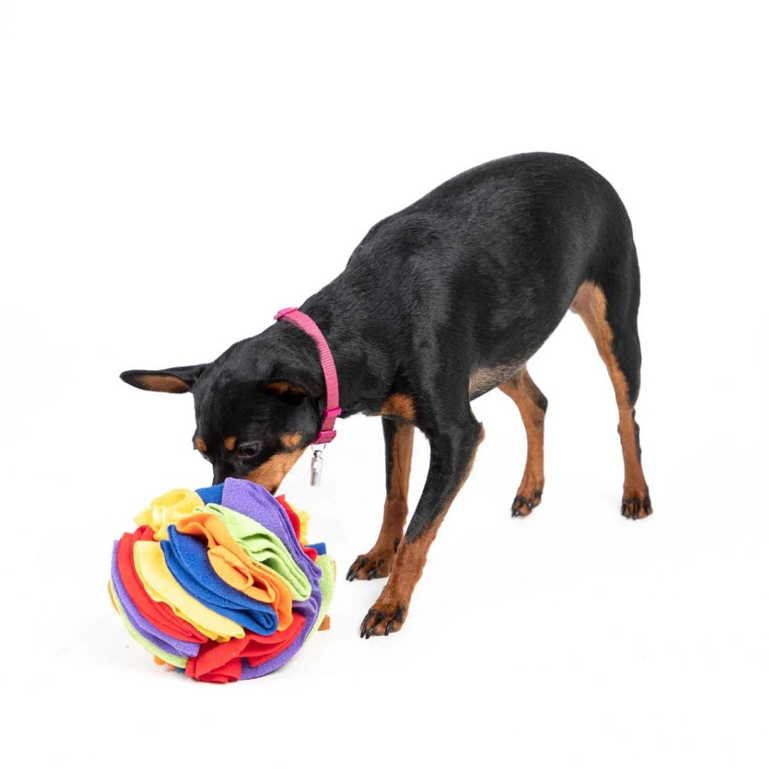 Balle de fouille Snuffle ø15cm🧠