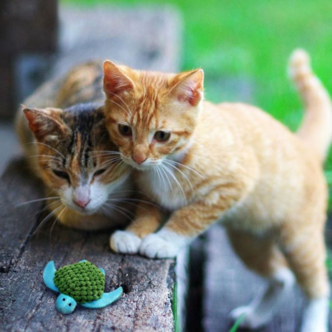 Kong® Cat Turtle Refillable