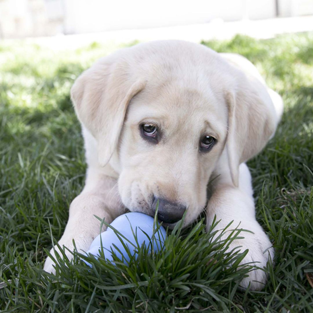 Kong® Puppy Bleu