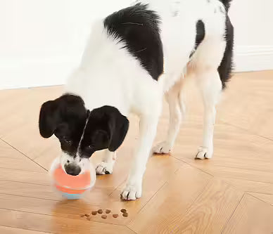 Nina Ottosson - DOG RUMBLE PUZZLE Niveau 1