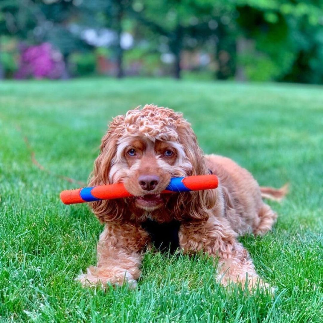Bâton Chuckit! Ultra Fetch Stick 27CM