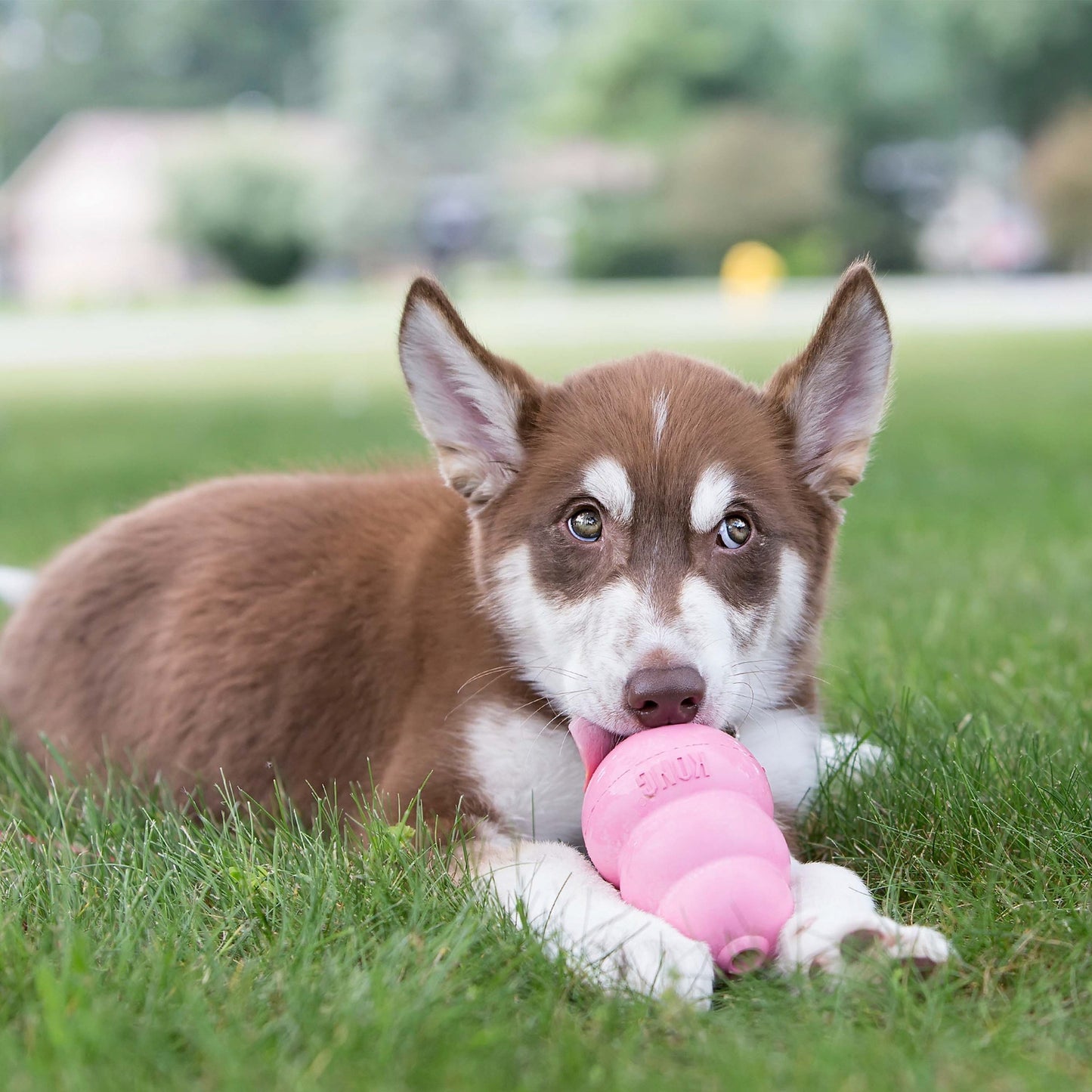 Kong® Puppy Rose
