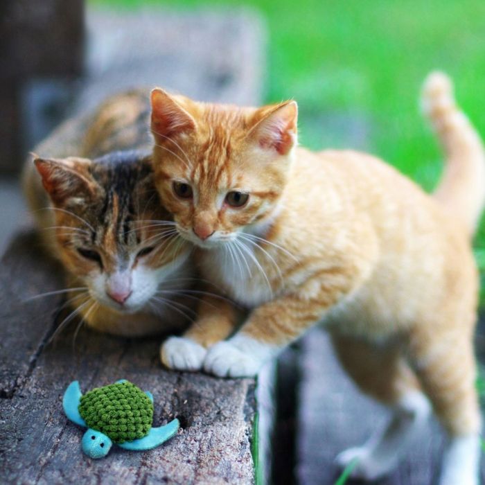 Kong® Cat Turtle Refillable