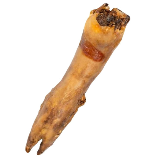 Pied de Porc XL