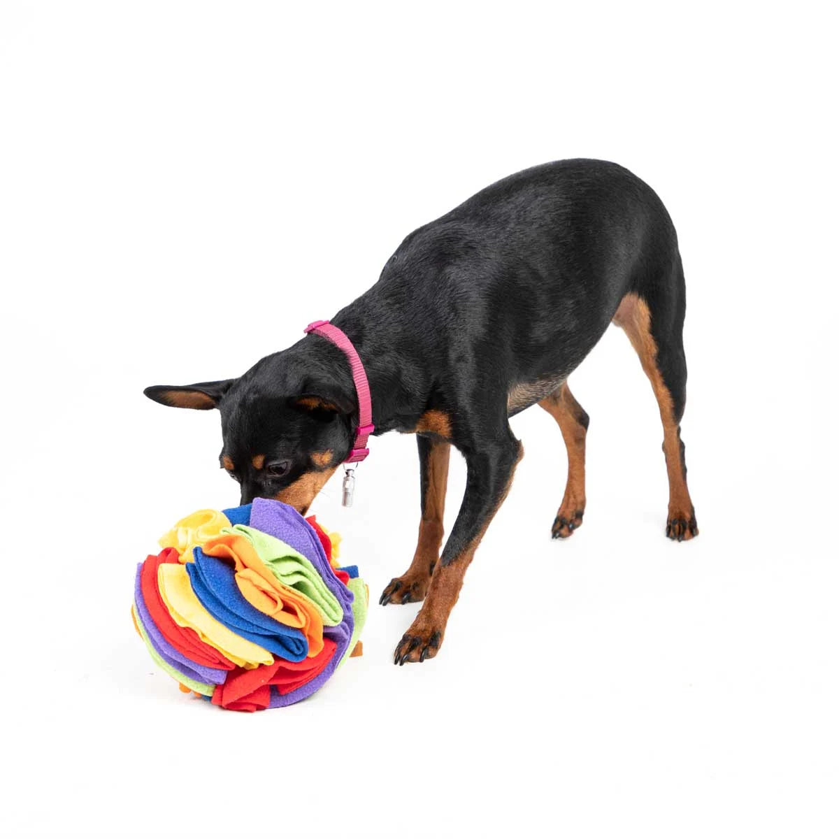 Balle de fouille Snuffle ø15cm🧠