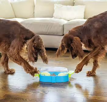 Nina Ottosson - PAW N' PLAY Niveau 2