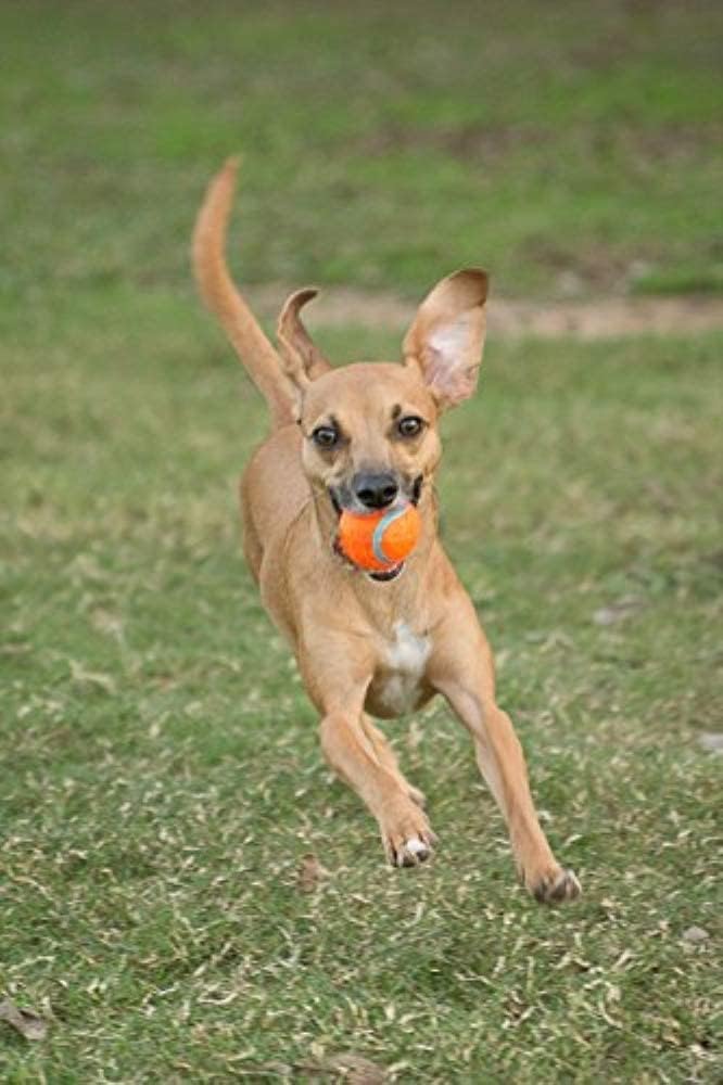Balle Tennis Ball Chuckit! 2 Pieces S🥎🥎