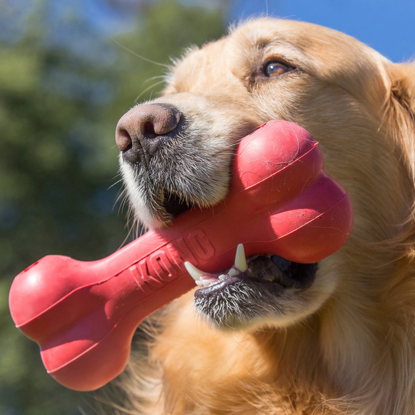 Kong® Goodie Bone Rouge