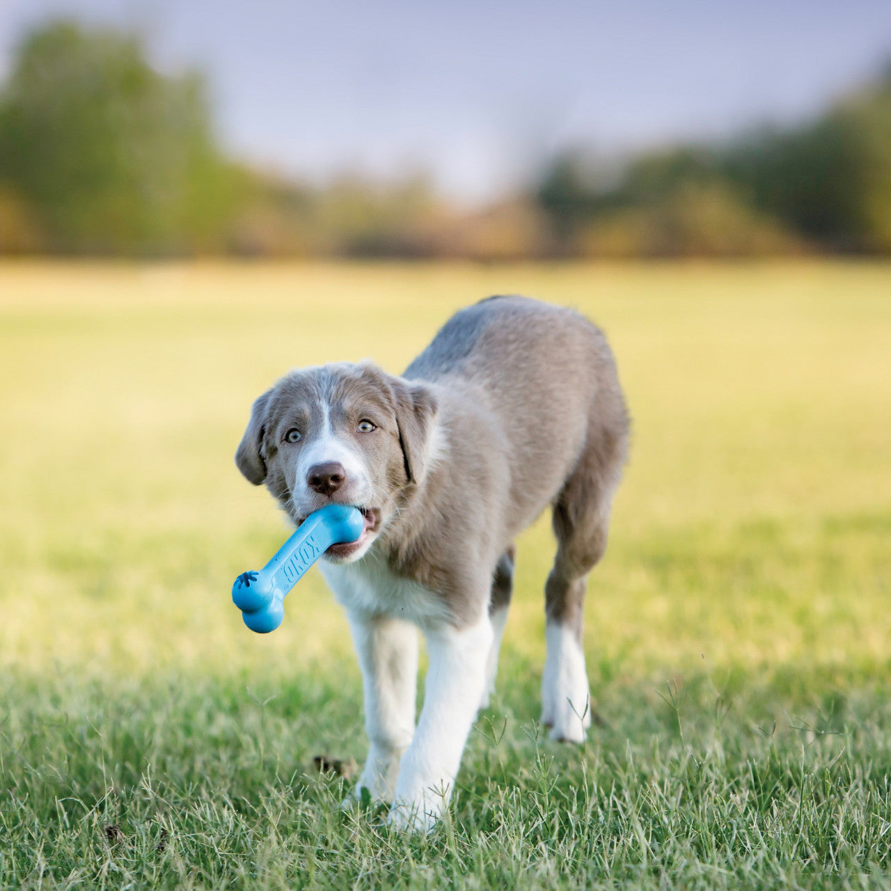Kong® Puppy Goodie Bone Bleu