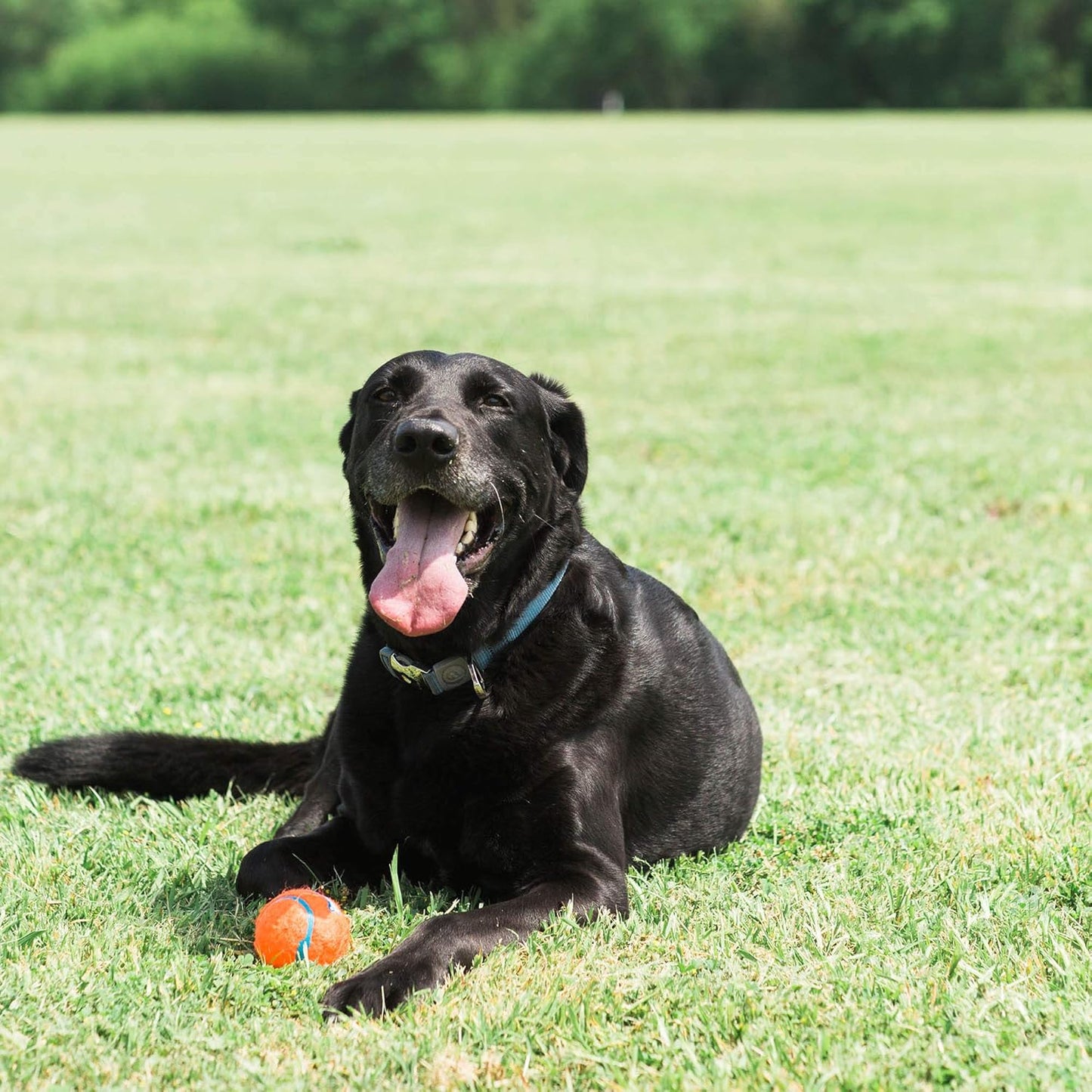 Balle Tennis Ball Chuckit! L🥎