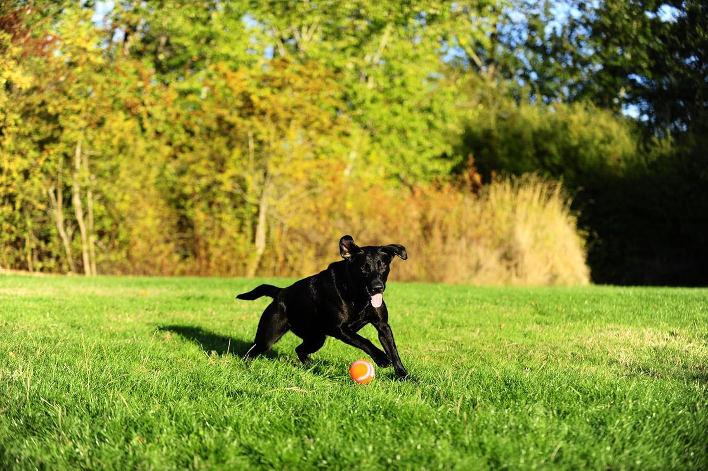 Balle Tennis Ball Chuckit! 2 Pieces M🥎🥎