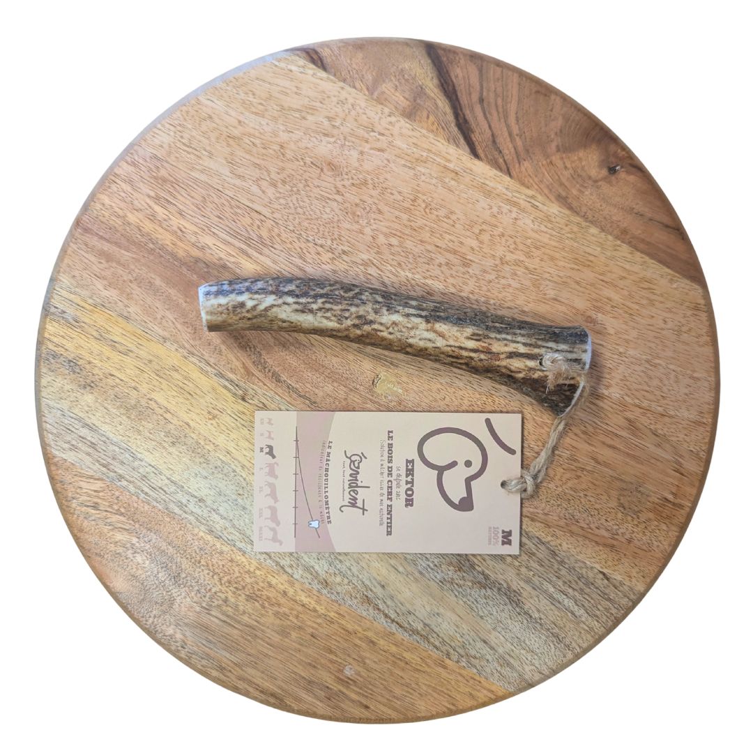 EVIDENT- Bois de cerf entier