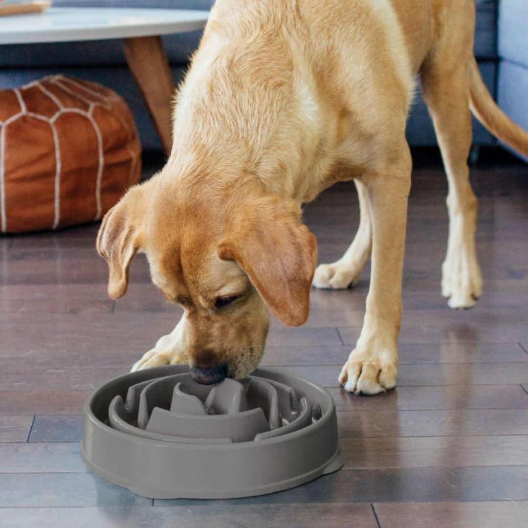 OUTWARD HOUND - Gamelle Anti-Glouton L🥣