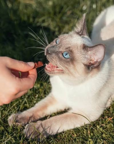 Friandises pour Chat