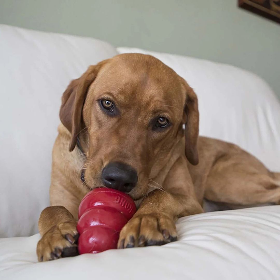 Kong® Easy Treat Cheddar Cheese