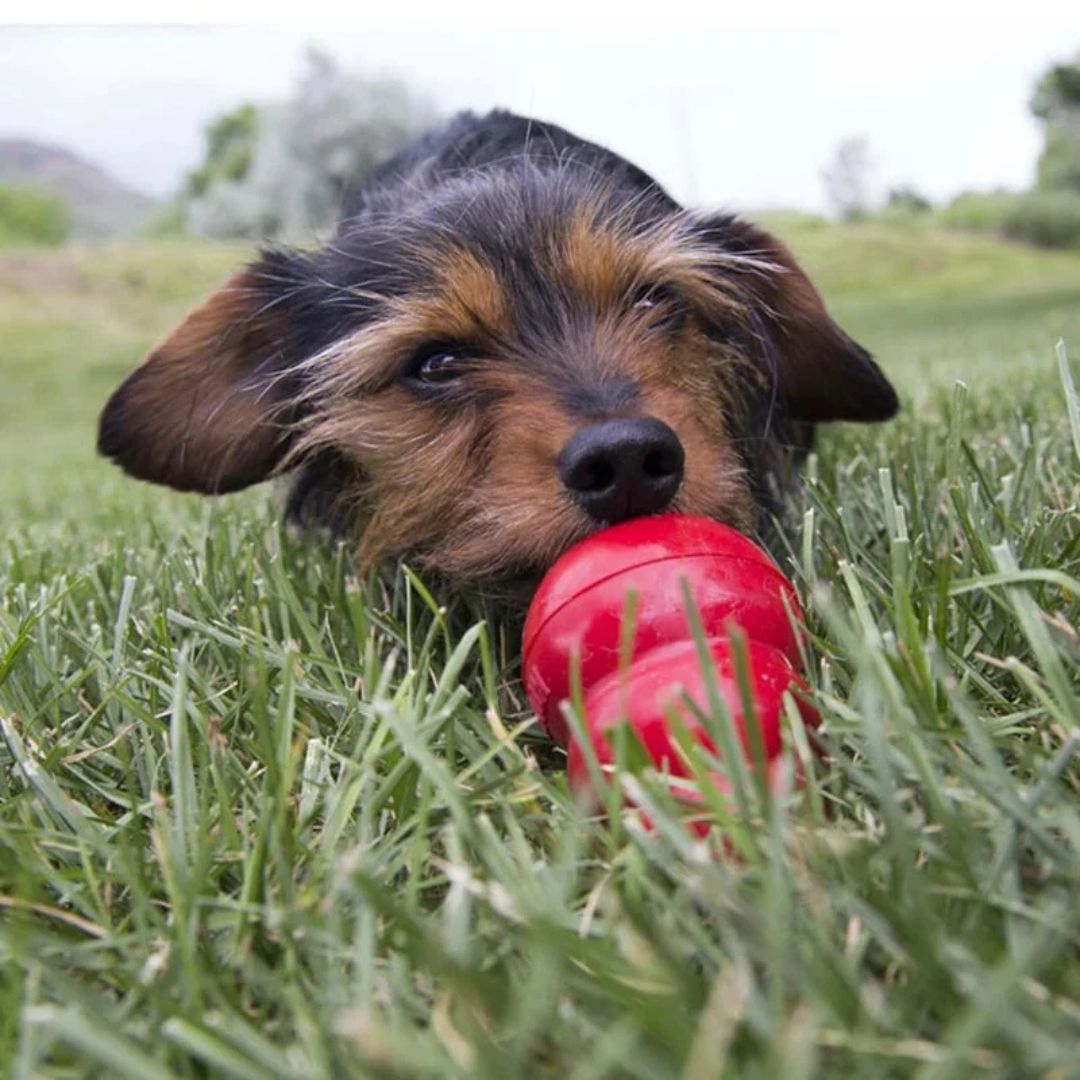 Kong® Easy Treat Peanut Butter