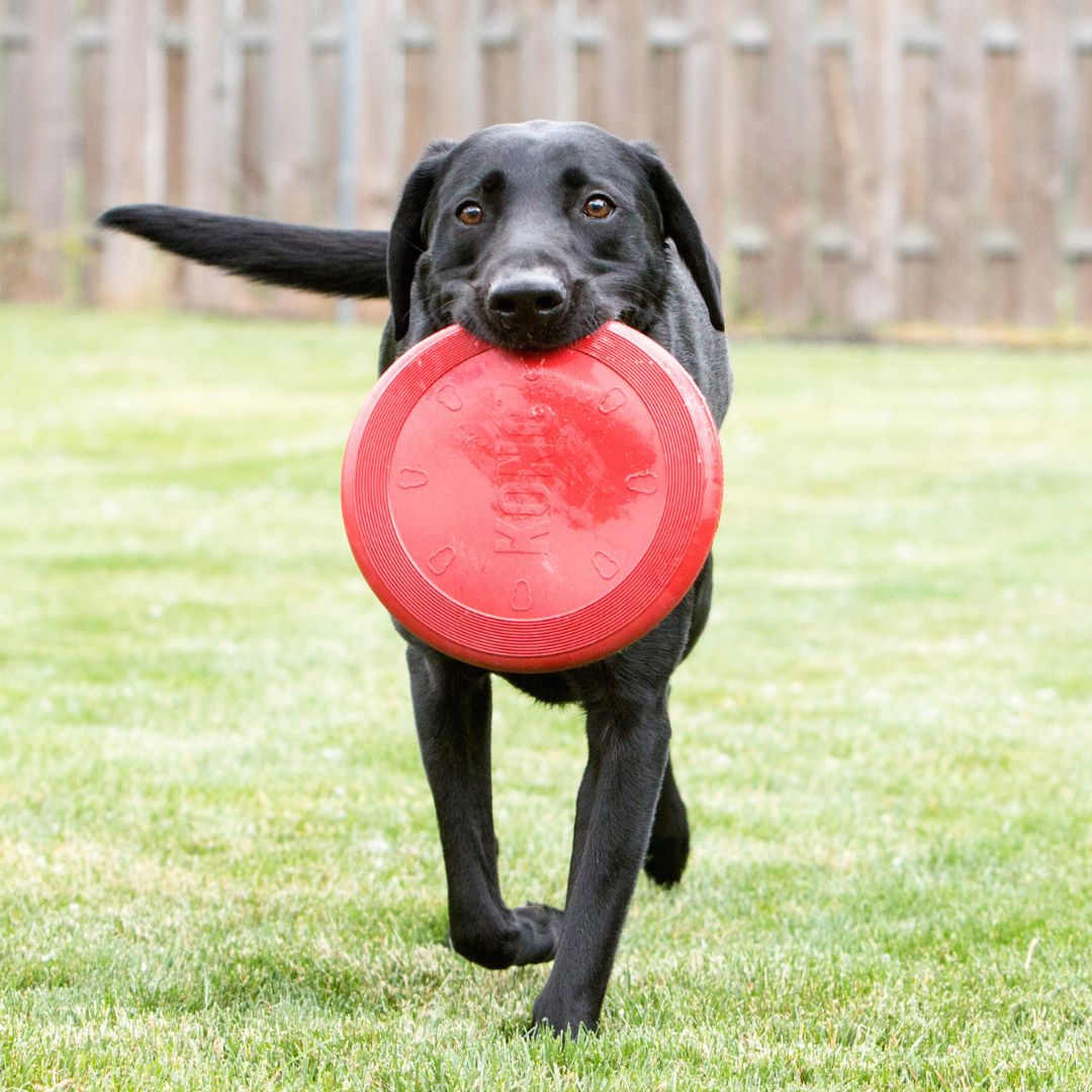 Kong® Frisbee Rouge