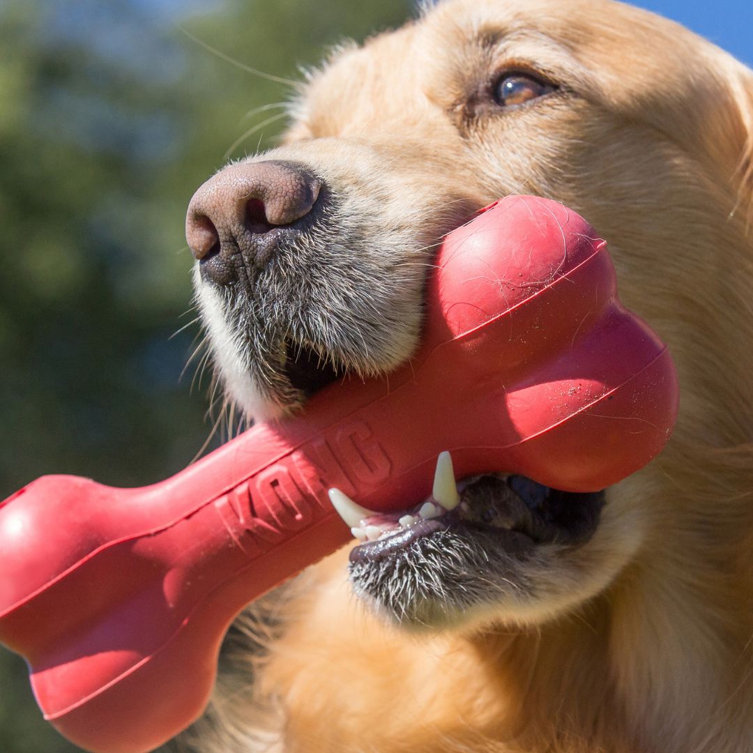 Kong® Goodie Bone Rouge