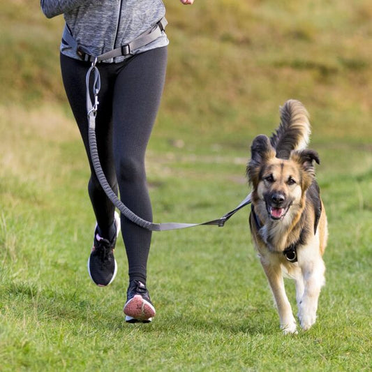 Ceinture ventrale avec laisse pour chiens