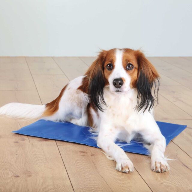 Matelas rafraîchissant