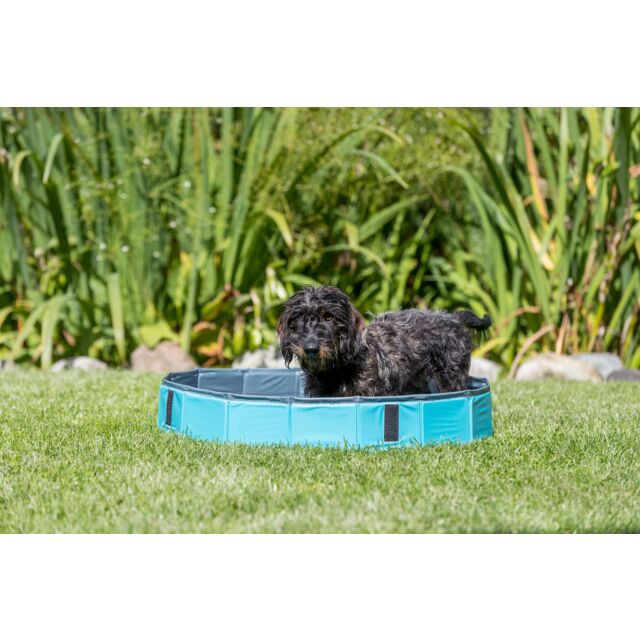 Piscine pour Chien