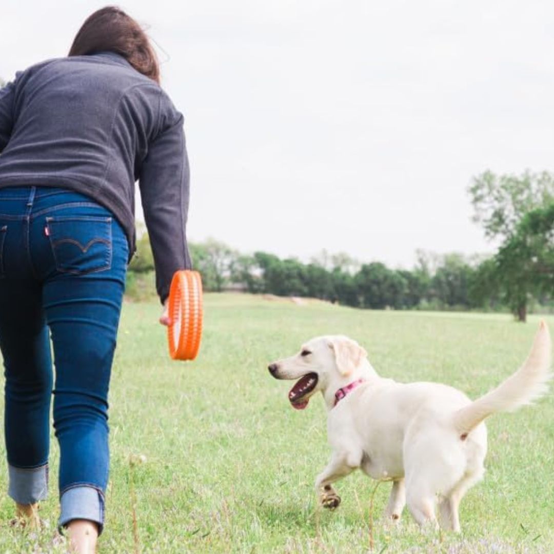 RUGGED FETCH WHEEL Chuckit!⭕