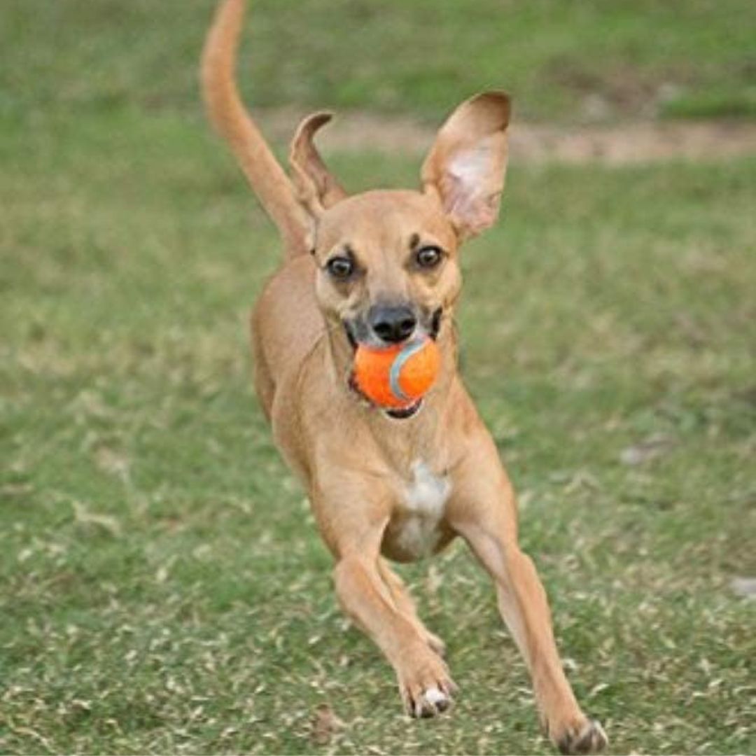 Balle Tennis Ball Chuckit! 2 Pieces S🥎🥎