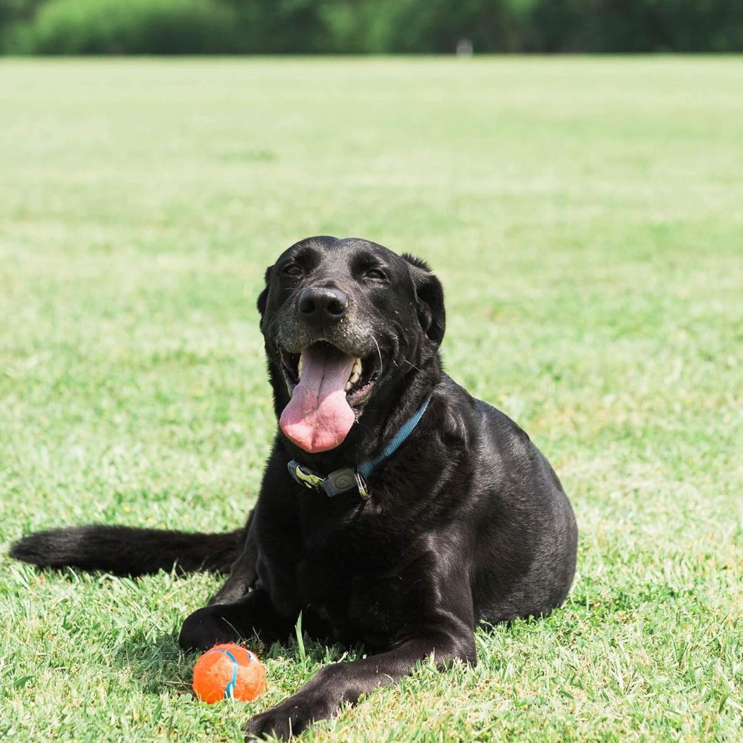 Balle Tennis Ball Chuckit! L🥎