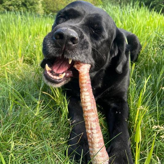 Trachée de Bœuf 30cm 🐂