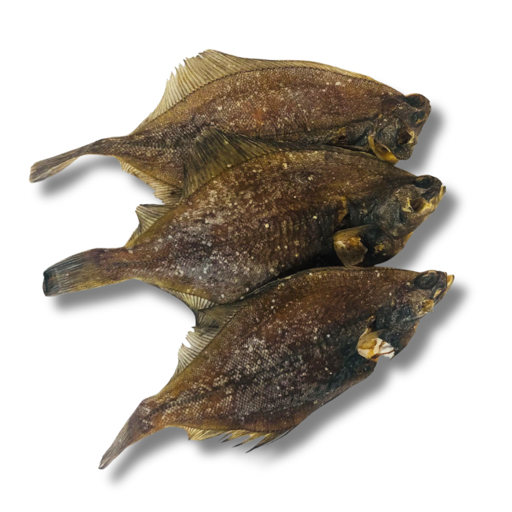 Plie grise séchée 🐟