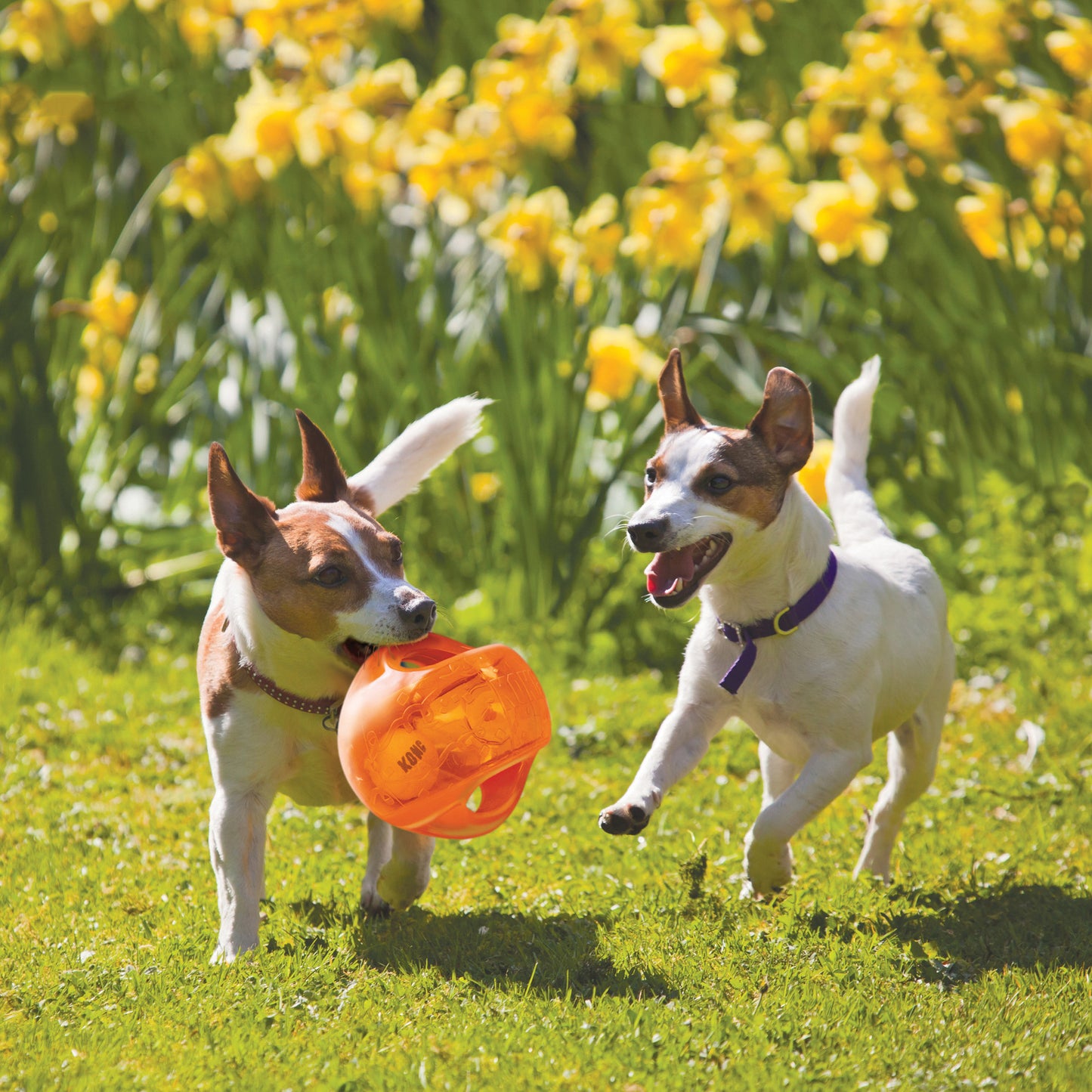 Kong® Jumbler Ball