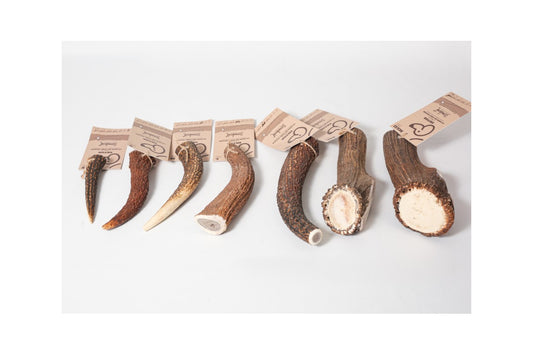 EVIDENT- Bois de cerf entier