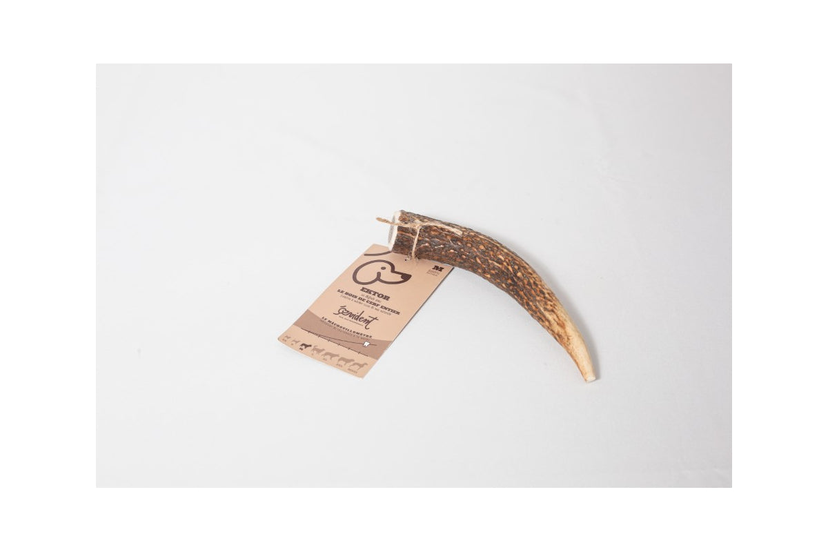 EVIDENT- Bois de cerf entier