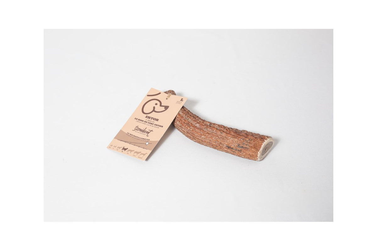EVIDENT- Bois de cerf entier