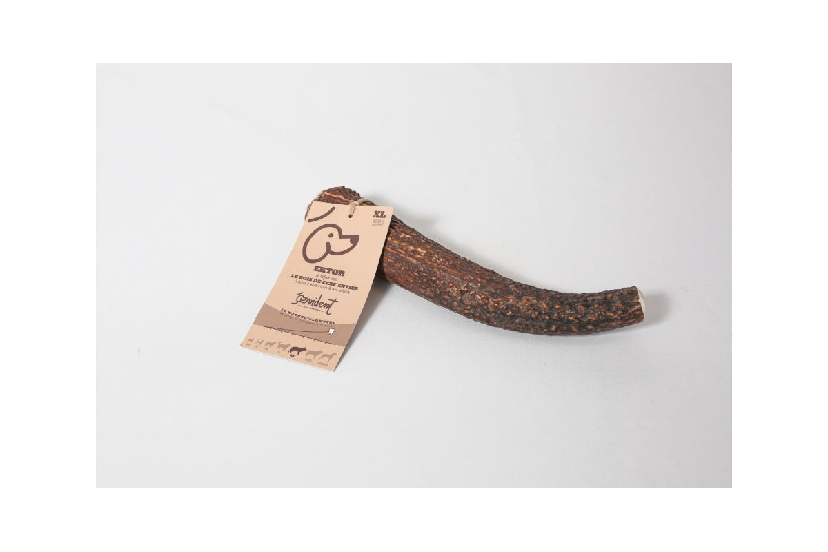 EVIDENT- Bois de cerf entier