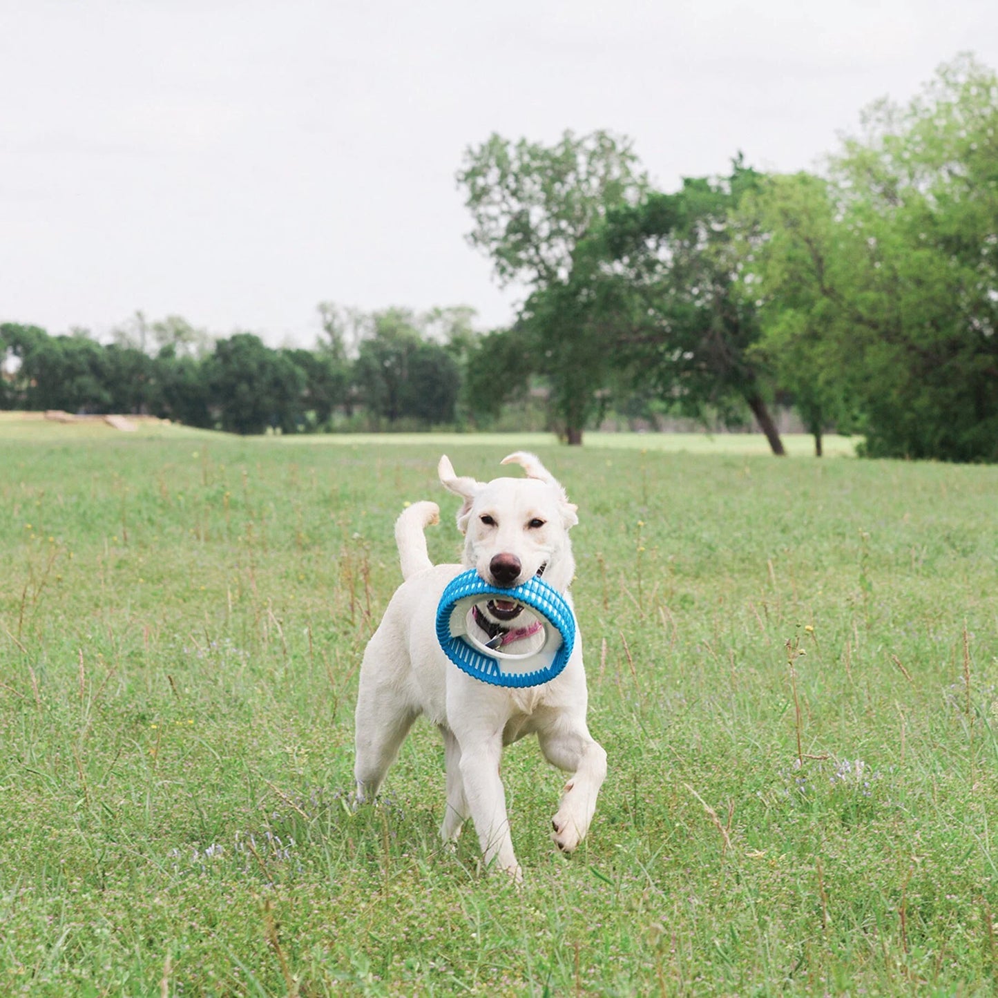 RUGGED FETCH WHEEL Chuckit!⭕
